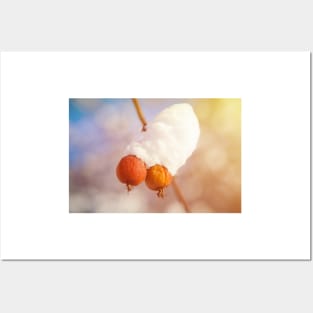 Winter berries covered with snow on a tree Posters and Art